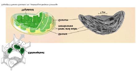 E. Organelles that Process Energy Plastids are another class of organelles used for