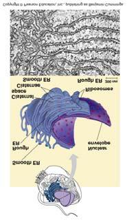 F. The Endomembrane System F. The Endomembrane System The endomembrane system is made up of a series of interrelated membranes and compartments.