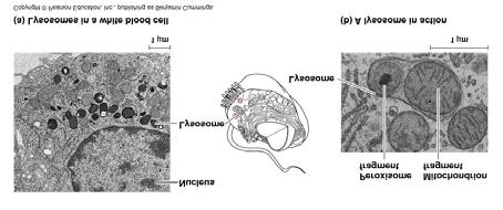 The formation and functions of lysosomes (Layer 1) Lysosomes The formation and