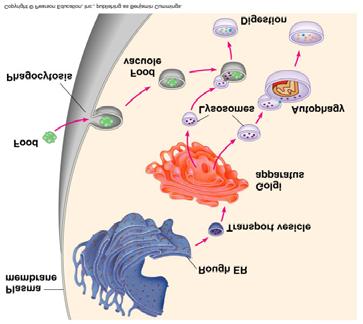 Review: relationships among organelles of the endomembrane system G.