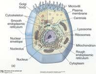 Prokaryotic and Eukaryotic Cells Eukaryotic ( true nucleus in Greek) Larger than prokaryotic cells Contain a variety of organelles, including a nucleus Prokaryotic and Eukaryotic Cells Cell types