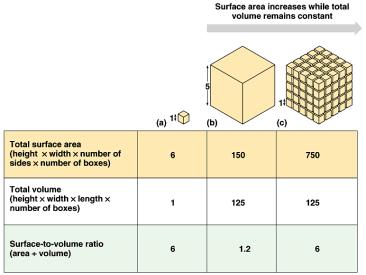 Surface to volume ratio as cell gets bigger its volume increases faster than its surface area smaller objects have greater ratio of surface area to volume What cell organelle