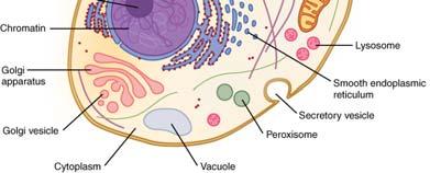 typical cell is surrounded by extracellular fluid.