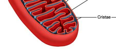 double membrane, the outer membrane covers the organelle exterior, the inner