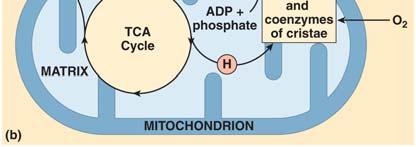 metabolism (cellular respiration) mitochondria use oxygen to break down food