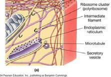 Electron transport chain inner mitochondrial membrane The cytoskeleton
