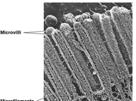 filaments mid-sized between microfilaments and thick filaments Durable (collagen) Strengthen cell and maintain shape Stabilize organelles Stabilize cell position The Cytoskeleton Microtubules large,