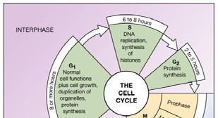 The Cell Cycle Cells cycle between a dividing