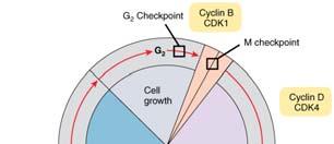 Cell cycle checkpoints normally insure that DNA replication and mitosis occur only when conditions are favorable and the process is