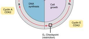 Cell-Cycle Checkpoints G 2 checkpoint M Mitosis Pass this checkpoint if: cell size is adequate chromosome replication is