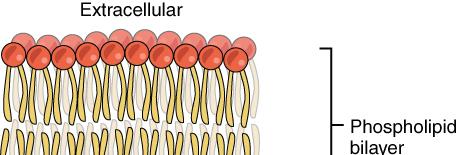 The cell membrane The cell membrane is the outer boundary of the cell, its functions are: The physical isolation of the cell from the