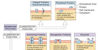 Membrane Proteins Membrane proteins can also be classified by function.