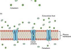 can cross a cell membrane only by: Passing through a membrane channel Crossing the lipid portion of the membrane Molecules that are not lipid soluble (hydrophilic molecules) must pass through a