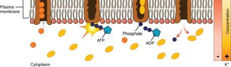 The carrier protein is sodium-potassium ATPase The Sodium-Potassium Exchange Pump The sodium-potassium exchange pump moves 3 Na + out and 2 K + in for each ATP expended If ATP is