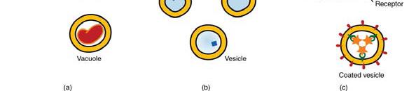 some later time to preserve homeostasis Vesicular transport Vesicular transport is the movement of materials into or out of cells in membranous vesicles