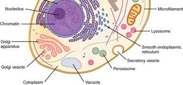 the cell called the endomembrane system.