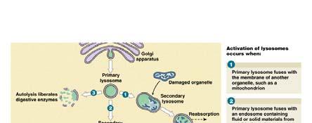 add or remove membrane components lysosomes: carry enzymes to cytosol The Secretory Pathway Figure 3.