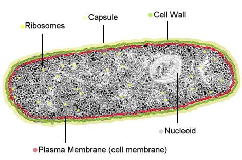 Types of cells Prokaryotic vs.