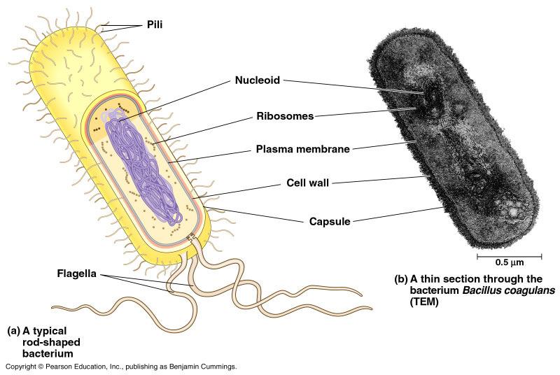 cytoplasm is a variety of membrane-bounded organelles specialized structures in form & function