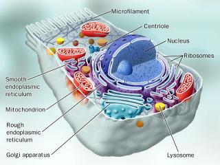 cells 10-100 microns micron = micrometer = 1/1,000,000 meter diameter of human