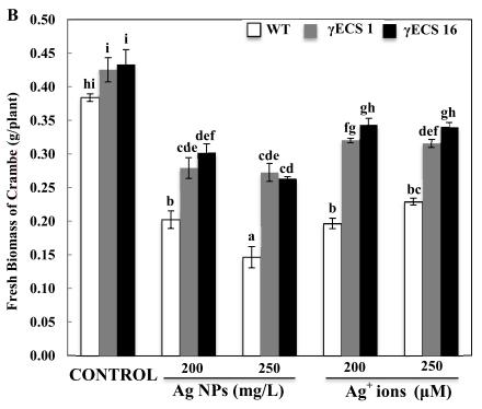 . 6.7 mg/l Ag + are more toxic than the same levels of AgNPs. (Ma et al.