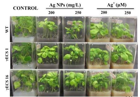 one possible pathway for plants defending the stress caused by heavy metal ions.