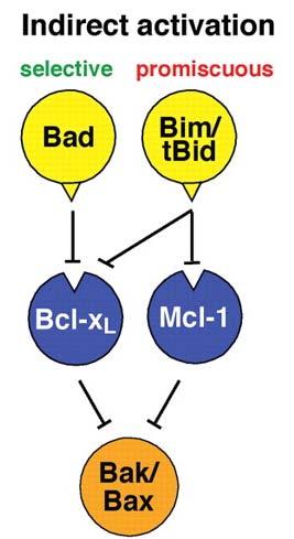 Interactions between the classes of Bcl-2 family proteins in the (mitochondrial) apoptosis: a current model Willis et al., Science, 2007, Vol. 315. no. 5813, pp.