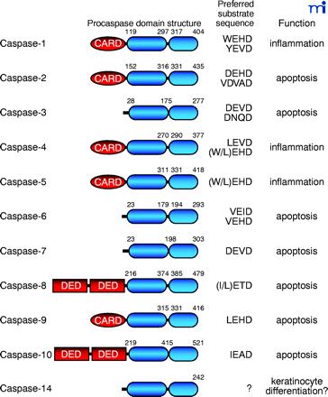 Mol Interv. 2003 Feb;3(1):19-26 Caspases Family of cysteine proteases specifically activated in apoptosis. Present in the cells as inactive zymogens. Activated proteolytically by caspases themselves.