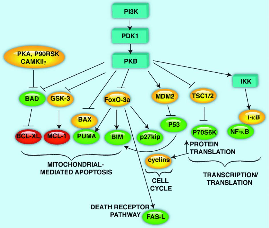 Activation of PI3K-Akt pathway by trophic factors. A generic (consensus) pathway Target substrates of PI3K/PKB whose proapoptotic activities are suppressed by phosphorylation.