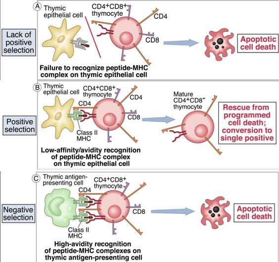 90% of all thymocytes fail to express functional T cell receptor die by mitochondrial apoptosis (death by neglect, lack of positive selection).