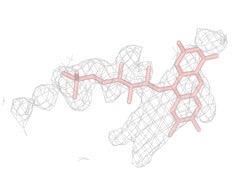 Constructing the ligand: