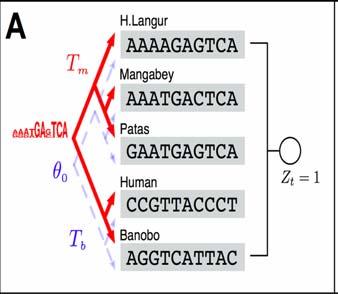 Phylogenetic model: recap X0 Topology how the observations are tied together : τ X1 X2 Branch lengths the length for which the CTMP runs: β Parameters of CTMP characterizing the substitution model: θ