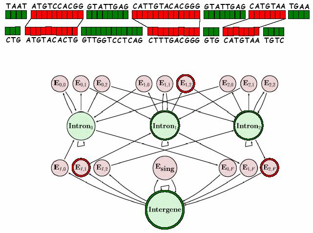 Generalized Pair-HMM gene finder Eric Xing @ CMU, 2005-2009 13 Hierarchical