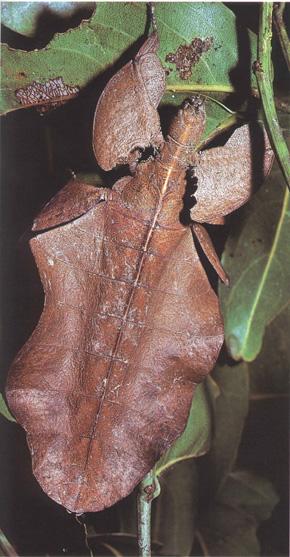 Example #3 The leaf bug What is the selection pressure? 11.