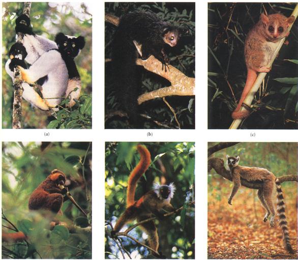 Lemurs of