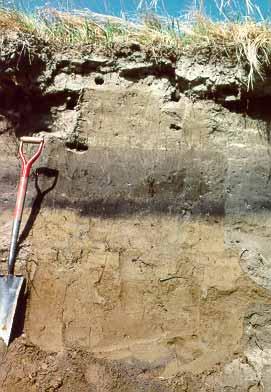 Alluvium - sediments deposited in modern- day floodplains.