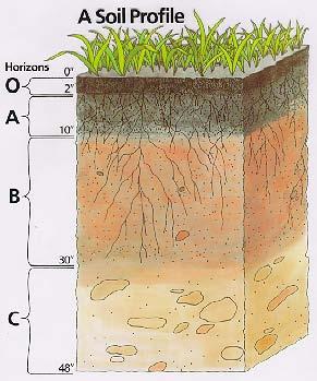 Soil Horizons A layer of soil, approximately parallel to the surface, having distinct