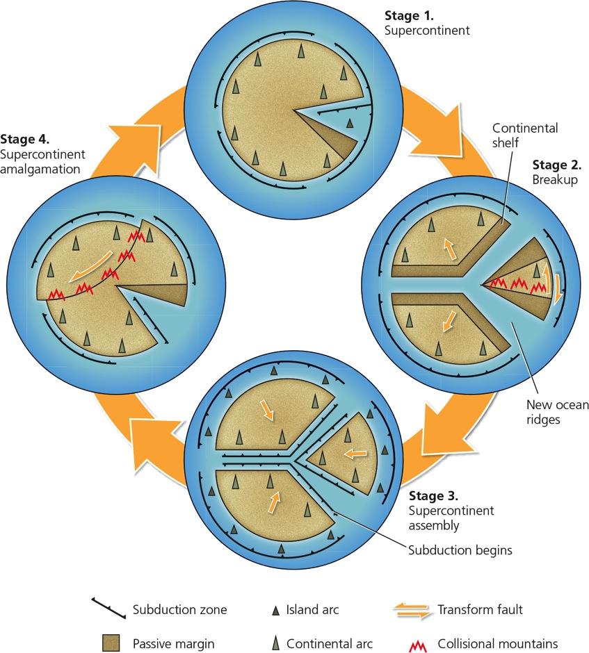 The Supercontinent Cycle Supercontinent Cycle: expansion of the Wilson Cycle idea a. Supercontinent traps heat beneath it b. Supercontinent eventually begins to break apart c.