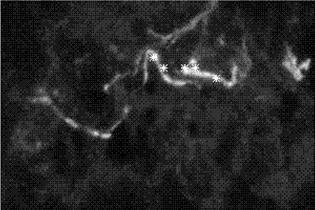 C IV (UV) image Before/at the Hα filament eruption, Bright point appears just below