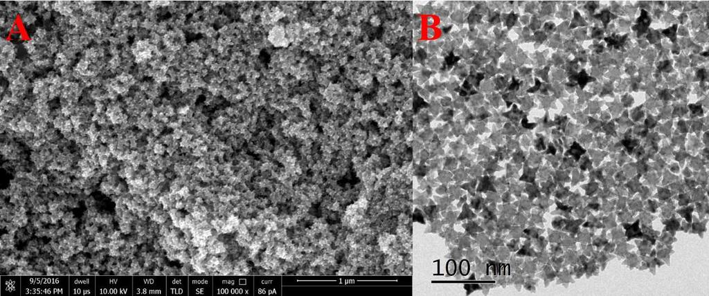 Figure S1 Magnified SEM (A) and TEM (B) image illustrates