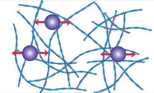 Mechanical response of the actin networks is determined by the long persistence length of about 16 μm.