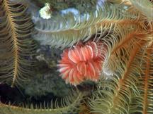investigation of deep sea corals, sponges and associated fauna Image courtesy of