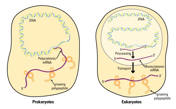 Gene Expression in Prokaryotes Vs. Eukaryotes Eukaryotes (e.g.