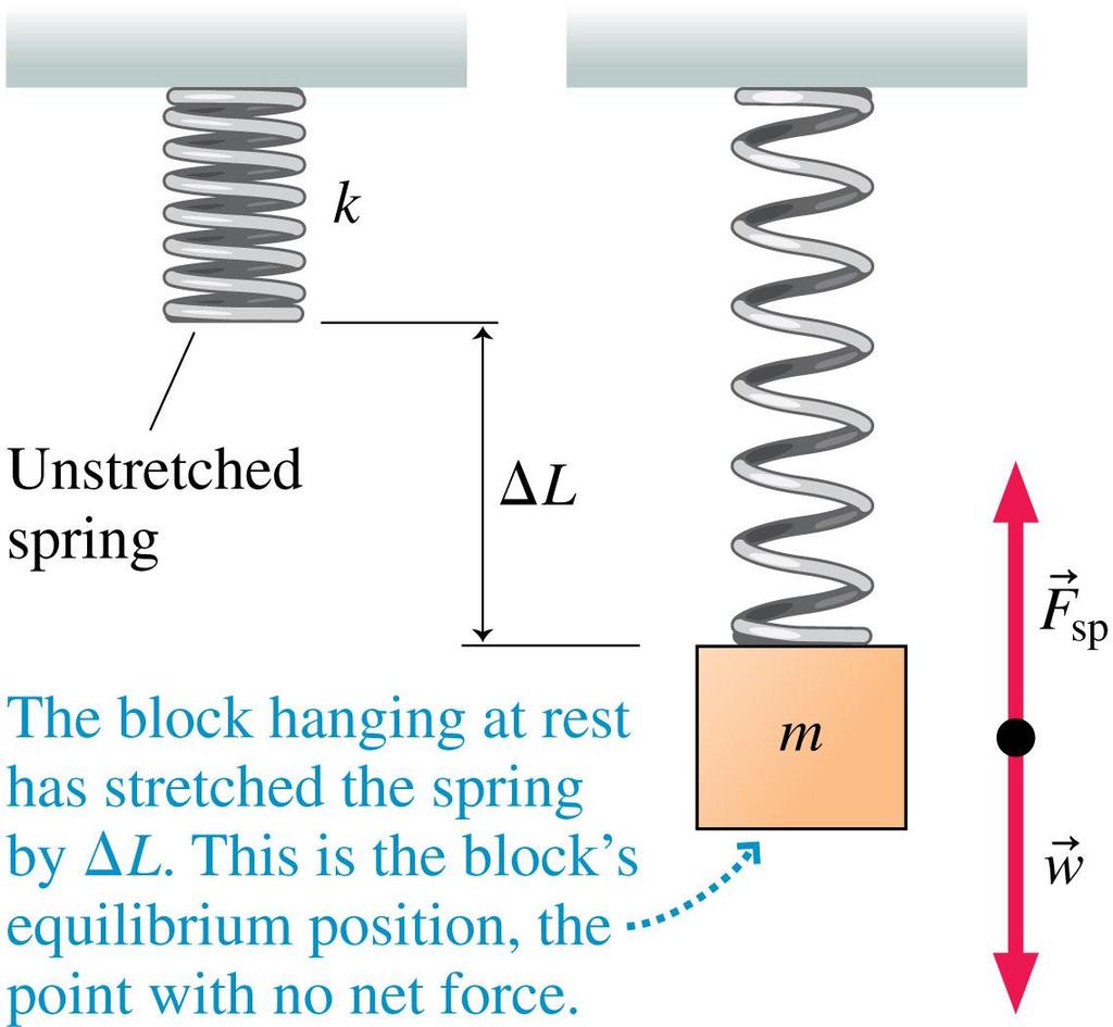 Vertical Mass on a Spring For a hanging weight, the equilibrium position of