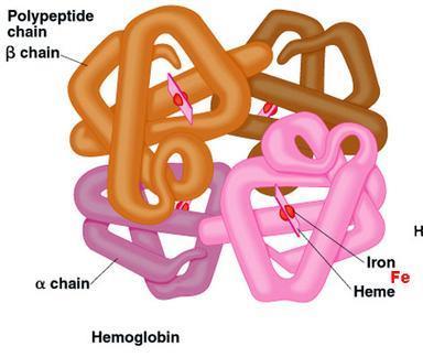 The heme group in hemoglobin can interact with O 2 and CO.