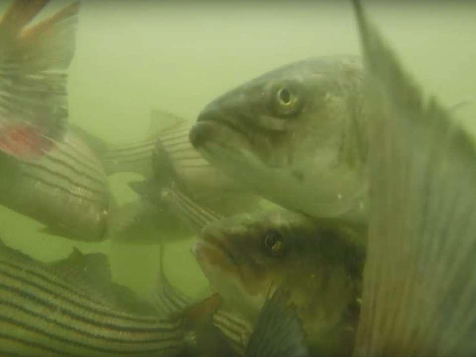 Movements of striped bass in response to extreme weather