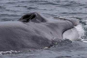 Blue whale tracks 171 tags deployed during