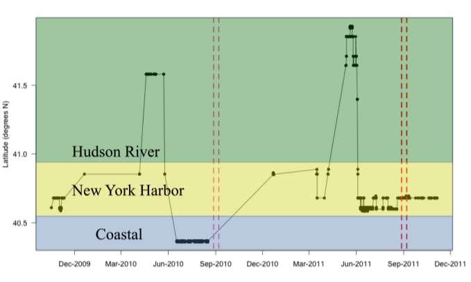 Resident behavior Fish ID 16 (LEC) remained in NY Harbor from 4 June 2011 to 5 November 2011 (last reported detection).