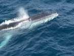 Fin whale: Breaking