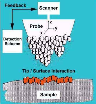Scanning Probe Microscopy A feedback control system is used to maintain a constant tip/surface interaction, which is very sensitive to the distance variation.